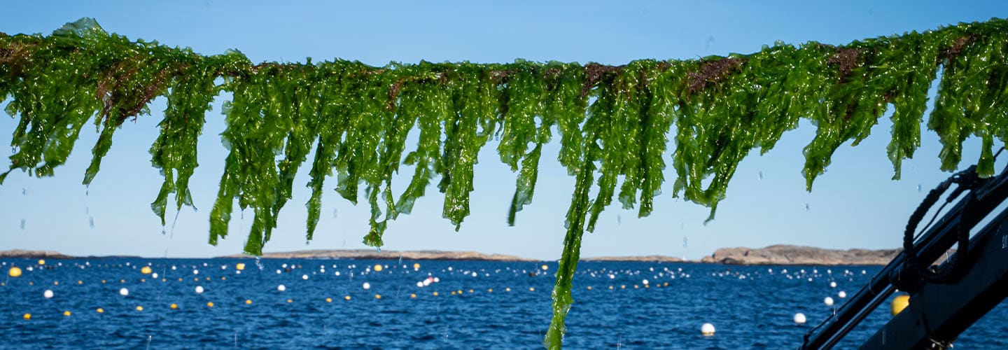 Nordic SeaFarm
