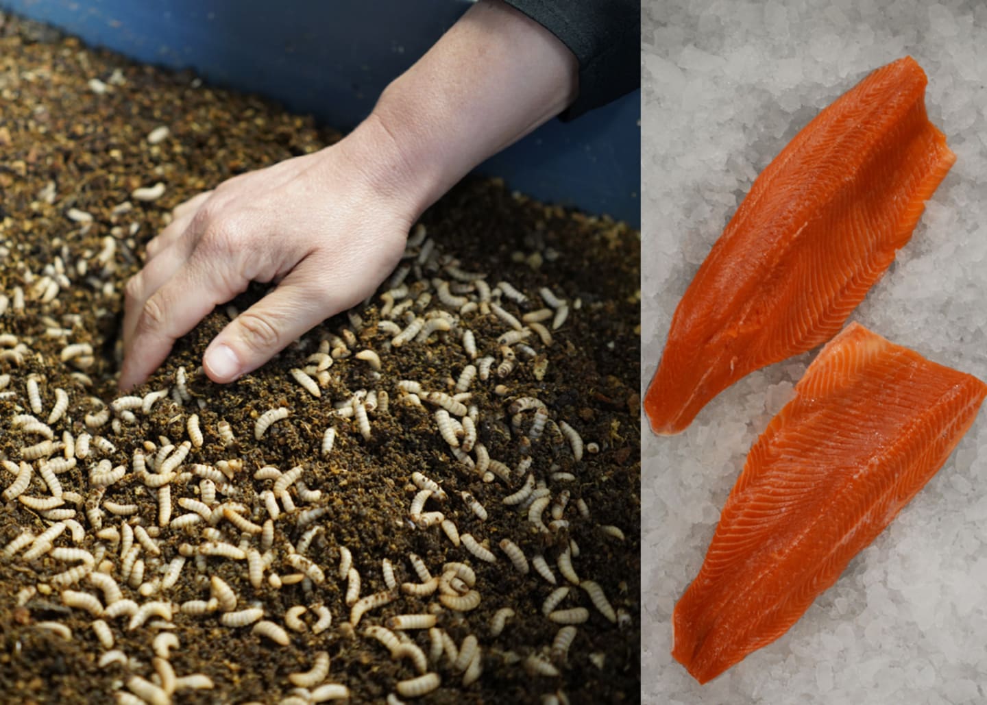 Cirkulärt foder gör svensk regnbågslax grön