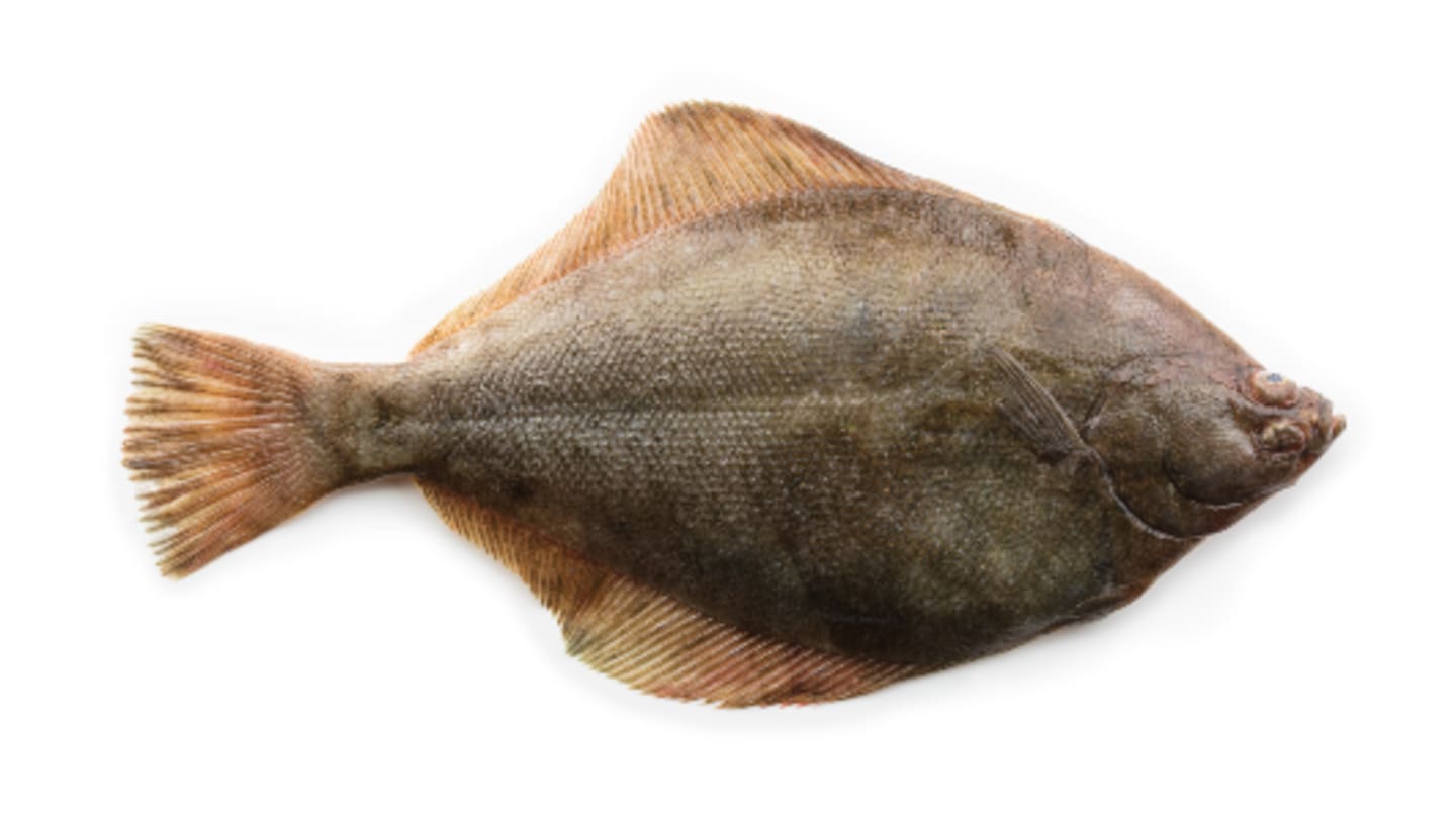 Skrubbskädda, skrubba eller flundra