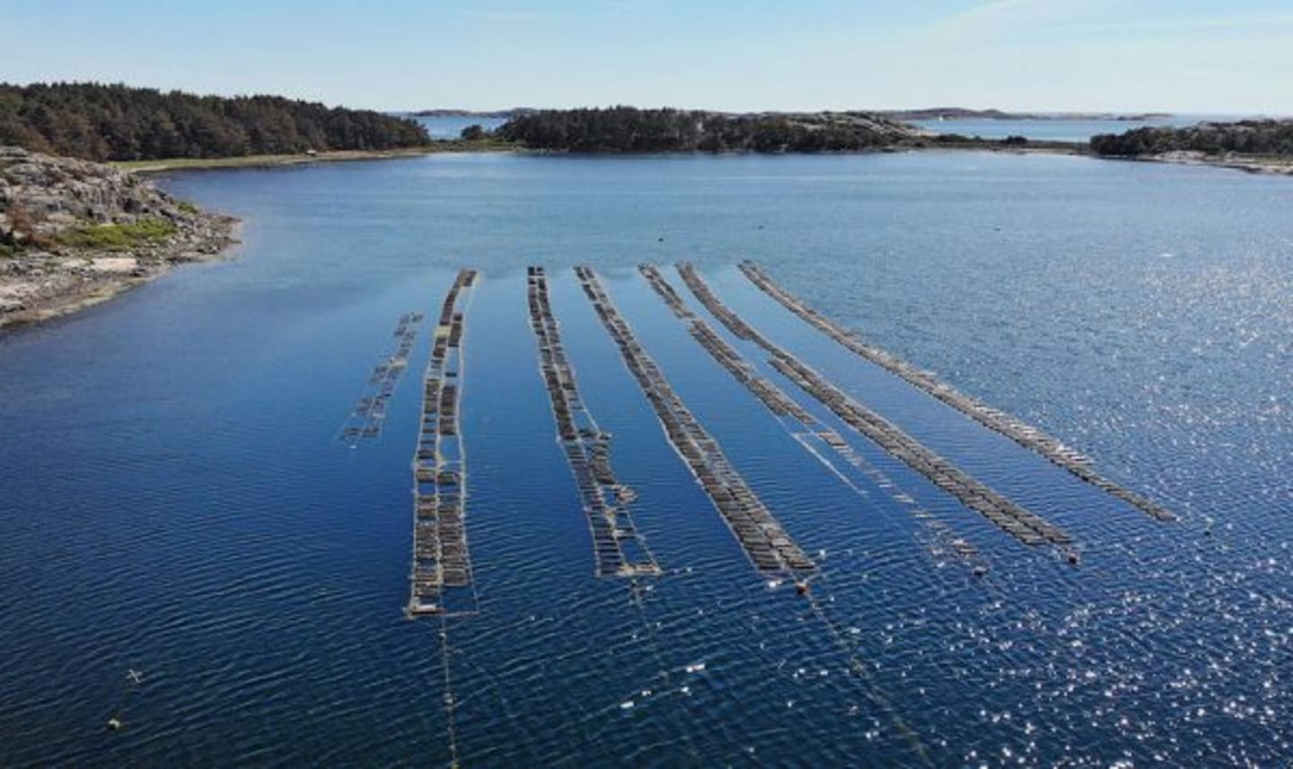 Havstenssunds ostron